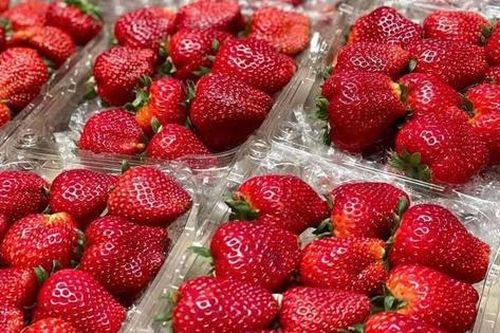 Dâu tây giá rẻ có thực sự là 'món hời'?