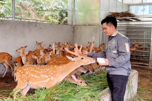Nuôi hươu làm 'thần dược', người dân thu tiền tỷ mỗi năm