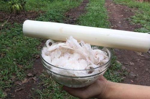 Nhật Bản đánh giá 'rau trường thọ', hóa ra là rau quen thuộc ở Việt Nam