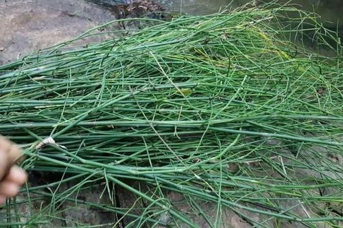Cây không hoa không hạt mọc đầy làng quê Việt, tưởng vô giá trị ai ngờ là 'mỏ vàng'