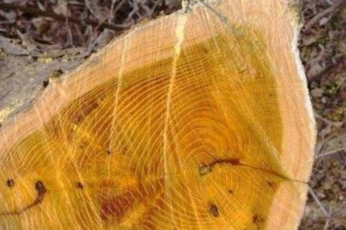 Loại gỗ quý 'nhả tơ vàng', 1 cây có giá lên đến 9.000 tỷ đồng nhưng nhiều người không biết, từng bị đốn làm củi