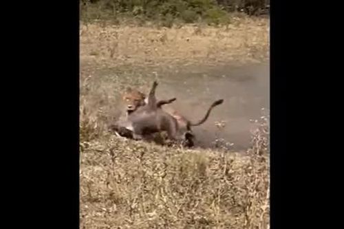CLIP: Lợn bướu thoát chết ngoạn mục trước nanh vuốt tử thần