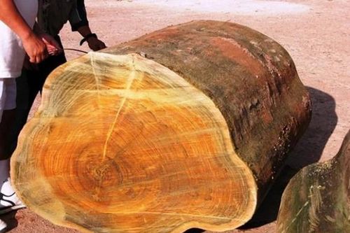 Loại gỗ quý hơn cả 'vàng lộ thiên', hiếm hơn gỗ sưa, giá hàng trăm triệu/m3, bị mafia truy lùng ráo riết