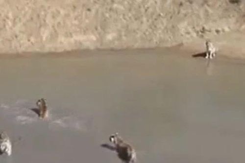 CLIP: Rủ nhau đi săn vịt trời, đàn hổ nhận ngay cái kết 'muối mặt'