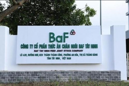 Giá heo hơi tăng mạnh, BAF Việt Nam 'bành trướng' bằng M&A