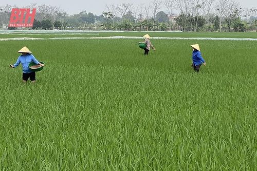 Xây dựng thương hiệu gạo Thọ Xuân, hướng đến thị trường xuất khẩu