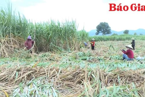 Nông dân Đông Nam tỉnh 'sống khỏe' nhờ cây mía