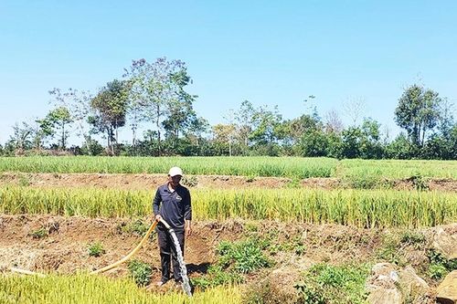 Lúa Đông Xuân trước nguy cơ hạn cuối vụ