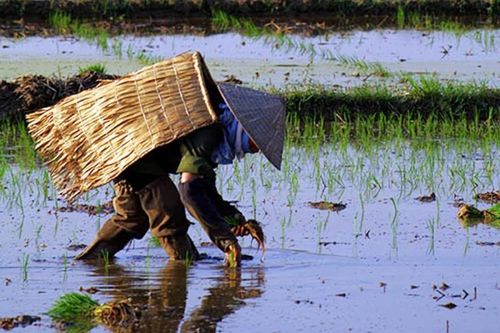 Áo tơi một thời...