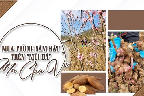 Mùa trồng sâm đất trên 'mũi đá' Ma Cha Va