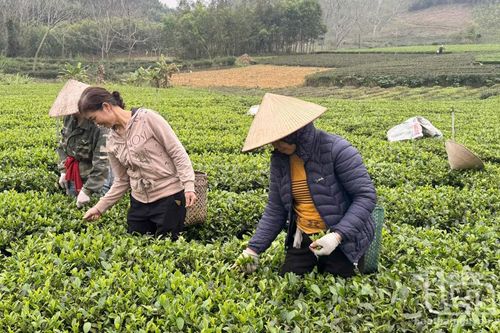 Chè xuân được mùa, được giá