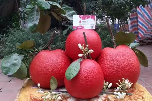 Thu nhập hàng tỷ đồng từ giống bưởi đỏ quý hiếm