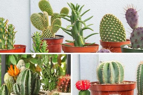 Người có tuổi, mệnh sau đây sẽ tràn đầy năng lượng tích cực khi trồng cây xương rồng phong thủy