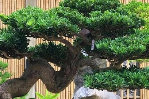 Đây là cây phong thủy những người tuổi Tỵ nên trồng trong nhà để thu hút tài lộc, may mắn
