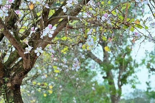Hoa ban Hà Nội - dấu ấn Tây Bắc giữa đô thị phồn hoa