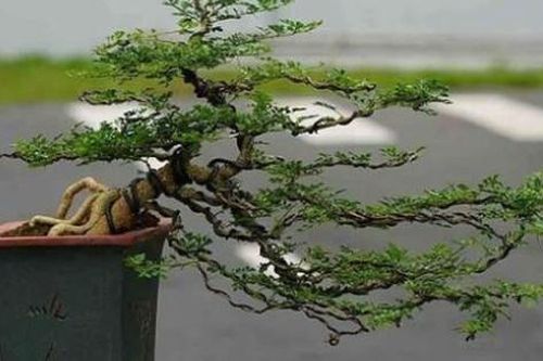 Cách bài trí cây cảnh cần thăng hay còn gọi là cây 'cần cù và thăng tiến' để bứt phá trong sự nghiệp