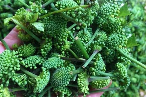 5 vị thuốc trị mất ngủ