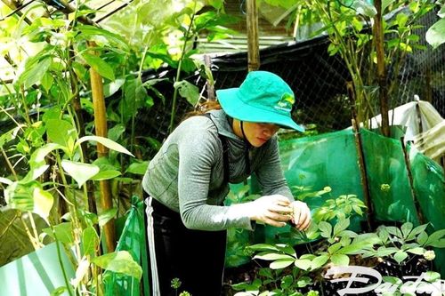 Quảng Nam: Phát triển sâm Ngọc Linh là cây chủ lực