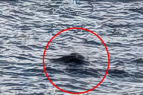 Quái vật hồ Loch Ness trở lại?