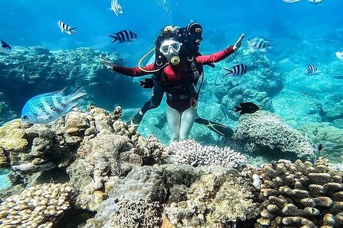 Báo Mỹ cảnh báo san hô Nha Trang bị 'hủy diệt' vì du lịch quá mức