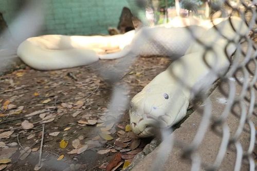 Giao nộp trăn bạch tạng cho trại rắn Đồng Tâm: Loài 'xưa nay hiếm'!
