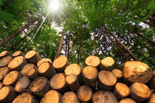 Loại gỗ quý hiếm hơn 'vàng lộ thiên', chỉ duy nhất một nơi có