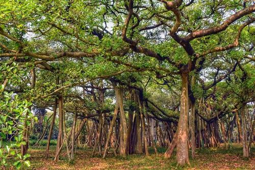 Sững sờ cây đa khổng lồ nhất thế giới, tán rộng bằng cả khu rừng