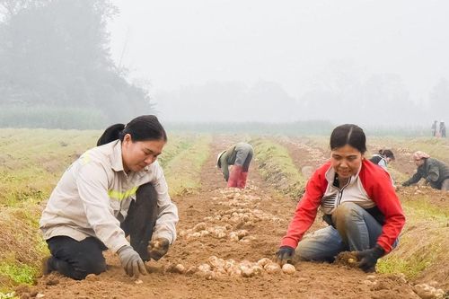 Nghệ An: Xây dựng thành công mô hình liên kết sản xuất khoai tây vụ Đông