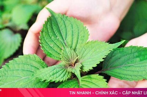 Uống nước tía tô thay nước lọc được không?