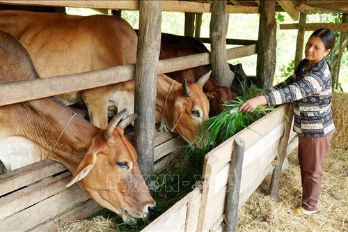Tấm gương phụ nữ Bana vượt khó vươn lên làm giàu nơi rẻo cao
