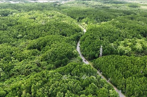 Hồi sinh, phát triển rừng ngập mặn Cần Giờ: Những giải pháp xanh cho tương lai