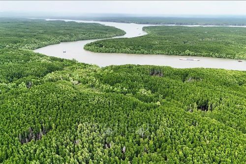 Hồi sinh, phát triển rừng ngập mặn Cần Giờ: Gìn giữ, phát triển 'bể carbon xanh'