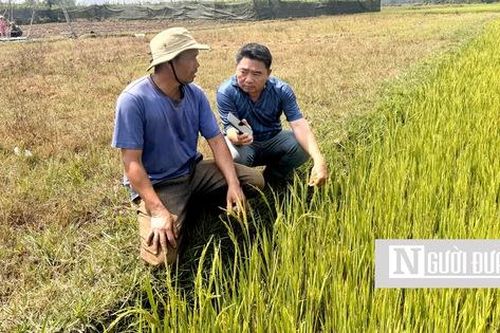 Gia Lai: Hàng trăm ha lúa trổ bông chết khô vì hạn hán