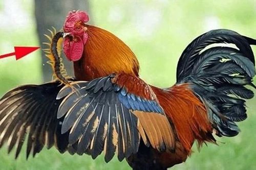 Con rết là một trong 5 loài độc nhất, tại sao nó lại sợ gà trống?