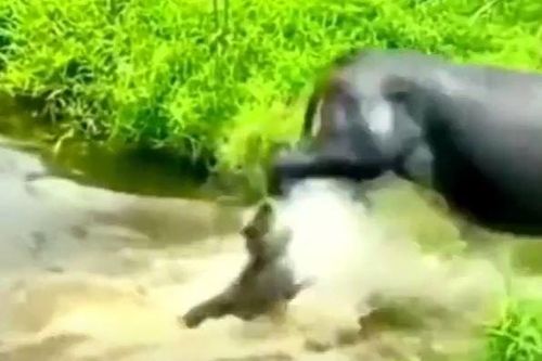 CLIP: Cắn chân trâu, con chó bị đá vỡ mồm