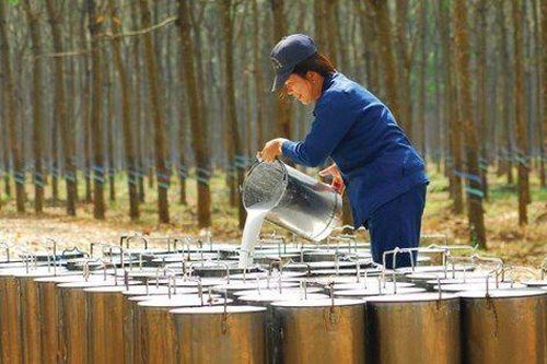 Nhiều doanh nghiệp cao su báo lãi tăng bằng lần, dự phóng biên lợi nhuận tiếp tục khả quan trong 2025