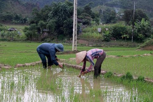 Hiệu quả mô hình cánh đồng một giống lúa