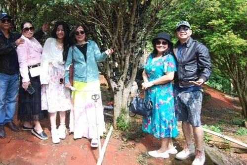 Khi nho thân gỗ vào mùa thu rộ