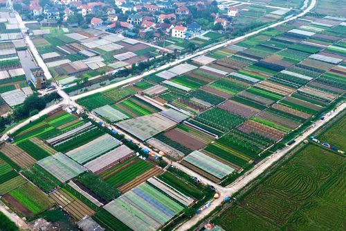 Lâm Thao: Điểm sáng trong nông nghiệp hàng hóa cận đô thị