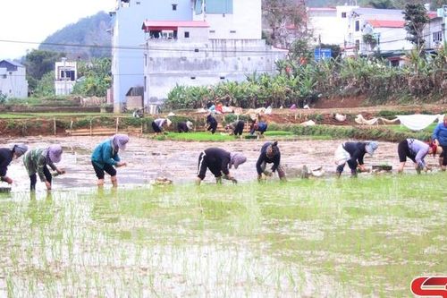 Thuận Châu khẩn trương sản xuất vụ xuân