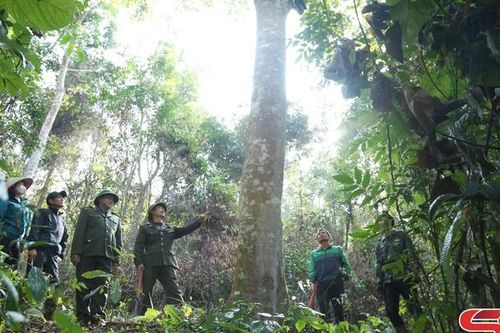 Bảo vệ, phát huy kinh tế rừng