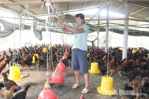Giá gà giảm người chăn nuôi lo lắng