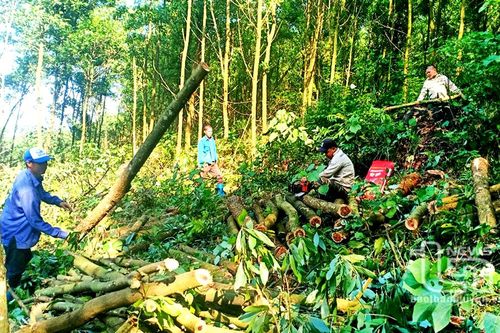 Thái Nguyên: Phát triển trên 15.880ha rừng gỗ lớn