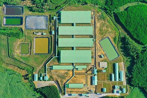 BaF Việt Nam (BAF) chuẩn bị làm siêu tổ hợp chăn nuôi heo nhà tầng quy mô 1.550 ha