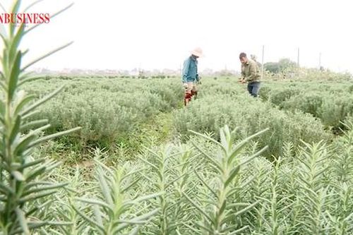 Nông dân 'đất lúa' khởi nghiệp thu trăm triệu với những mô hình hay