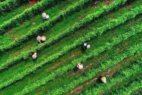 Cởi 'nút thắt' trong Luật Phá sản cho khu vực kinh tế HTX