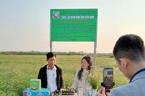 Hiệu quả của mô hình hợp tác xã dược liệu ở Phú Xuyên