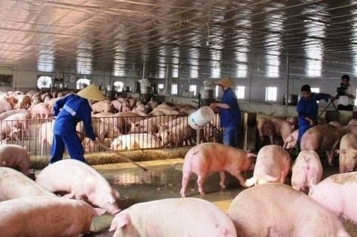 Giá lợn hơi tăng mạnh, người chăn nuôi phấn khởi
