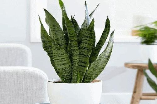 Một số cây cảnh vượng khí, thanh lọc không khí trồng ở đâu cũng không lo chết, nhất là cây tượng trưng sự uy quyền và khí phách người quân tử