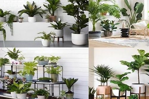 Những loại cây, hoa này không nên để trong nhà nếu không muốn vận xui kéo đến